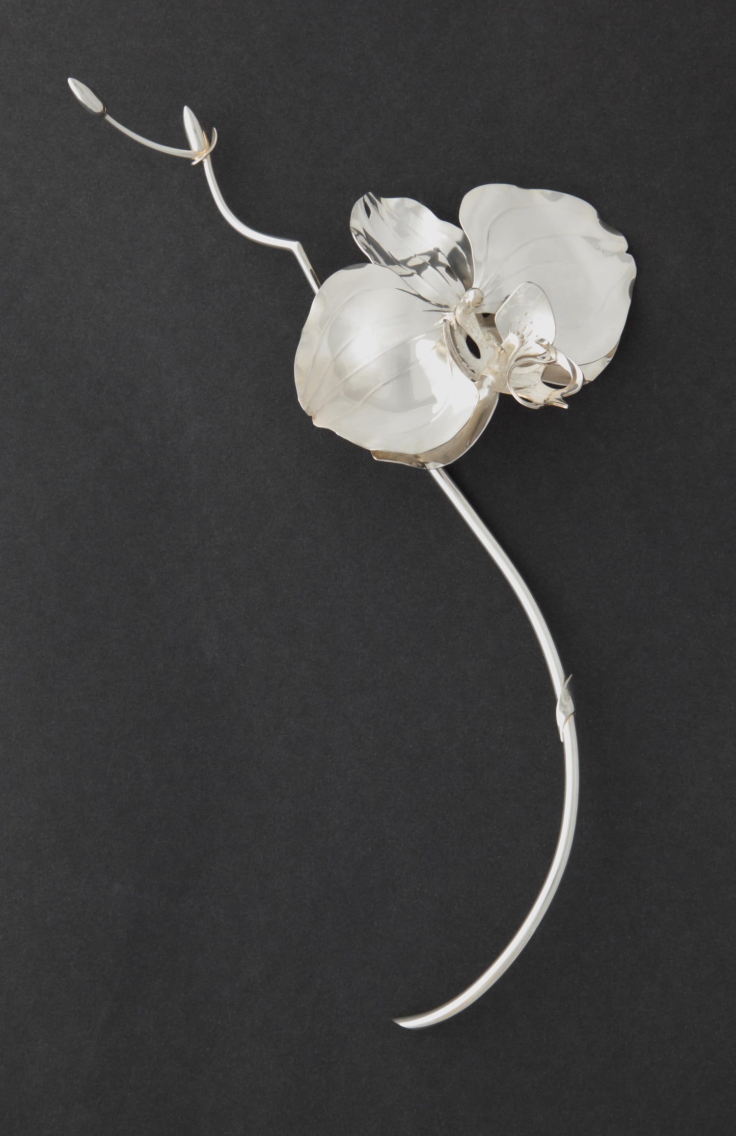 Phalaeneopsis Orchid table ornament