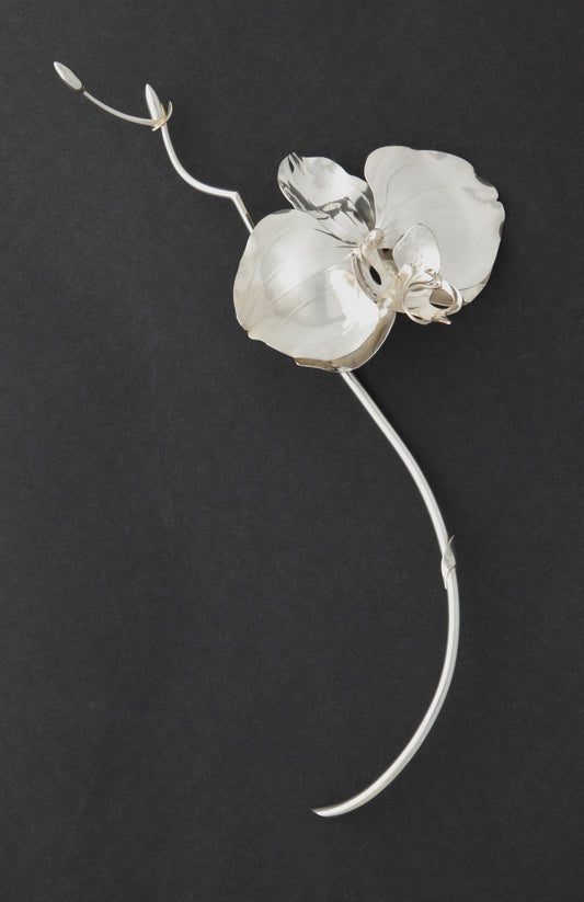 Phalaeneopsis Orchid table ornament